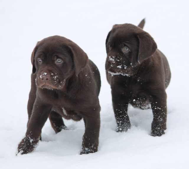 chocolate lab puppies for sale - Damascus Way Labradors