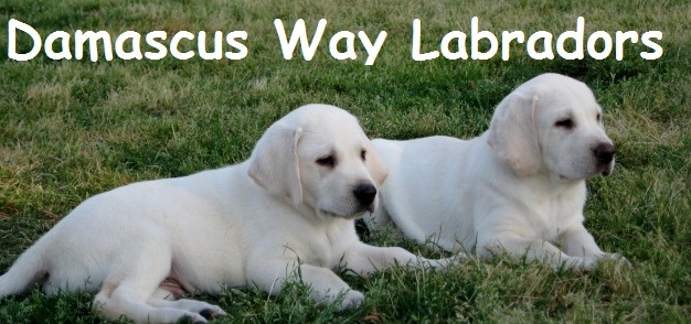 white lab puppies for sale