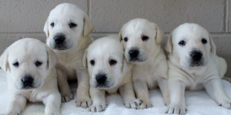 White Lab Puppies For Sale