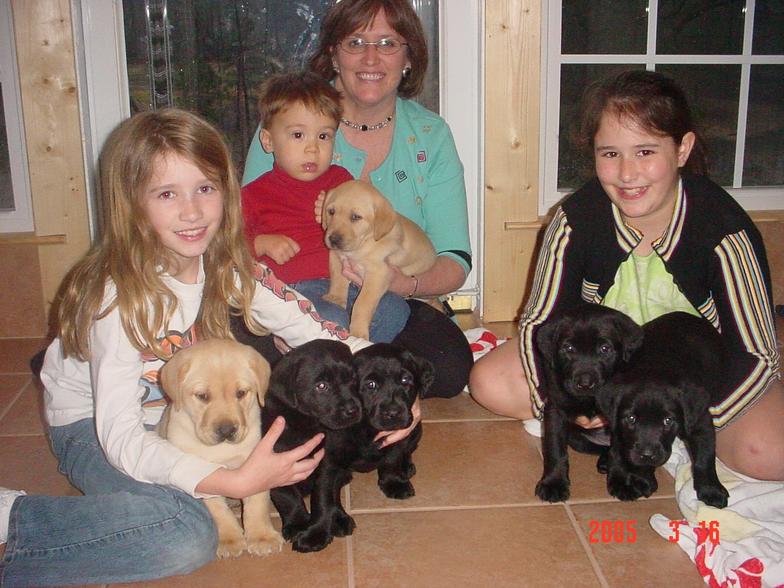yellow and black lab puppies for sale-Damascus Way Labradors