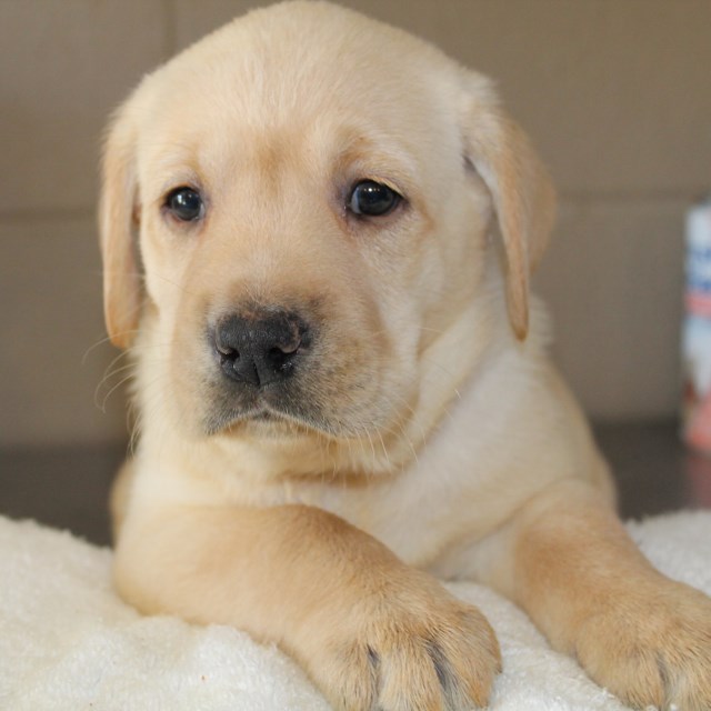 Yellow labs for sale - Damascus Way Labradors