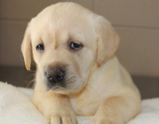Yellow lab puppies for sale - Damascus Way Labradors