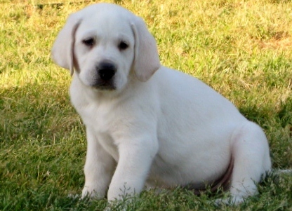 White  Puppies on Is  One Of Our White Lab Puppies For Sale  She Is A   Snow White Lab