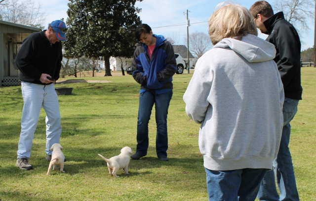 White labrador puppies for sale -Damascus Way Labradors