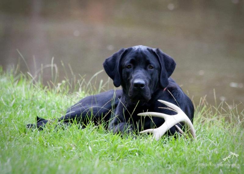 black labs for sale - damascus way labradors