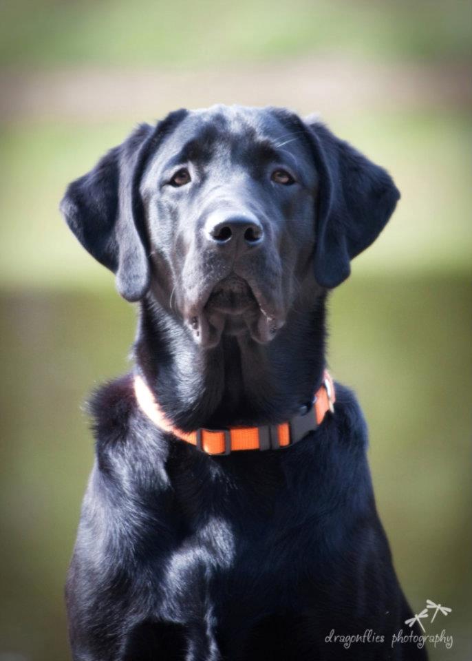 black lab puppies for sale - Damascus Way labradors