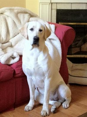 white lab puppies for sale - damascus way labradors