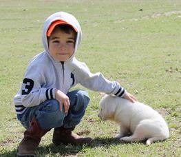 white labs for sale - Damascus Way Labradors