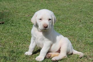 white lab puppies for sale - Damascus Way Labradors