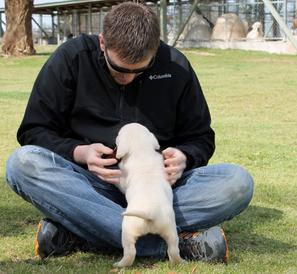 white labs for sale - Damascus Way Labradors