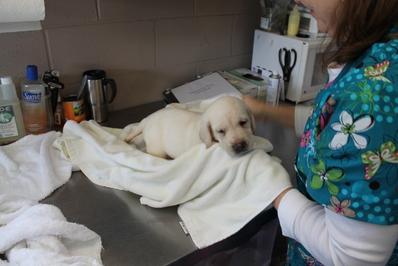 White labrador puppies for sale - Damascus Way Labradors