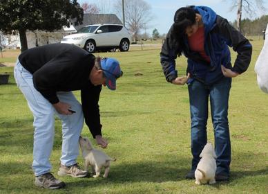 White lab puppies for sale - Damascus Way Labradors