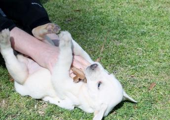 white labs for sale - Damascus Way Labradors