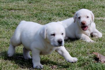 white labs for sale - Damascus Way Labradors