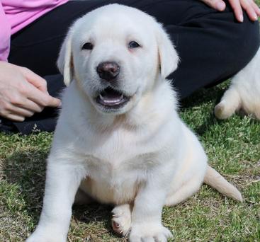white lab puppies for sale- Damascus Way Labradors