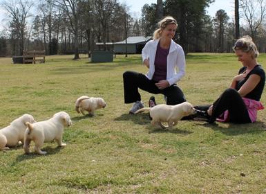 creme lab puppies for sale in Georgia - Damascus Way Labradors