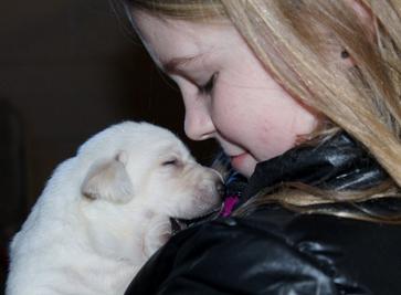 White lab puppies for sale - Damascus Way Labradors