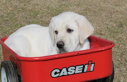 White labs for sale - Damascus Way Labradors