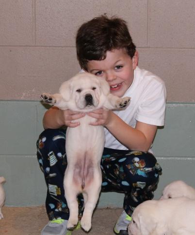 white lab puppies for sale - Damascus Way Labradors