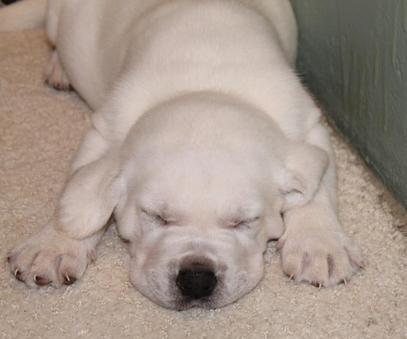 White labs for sale Damascus Way Labradors