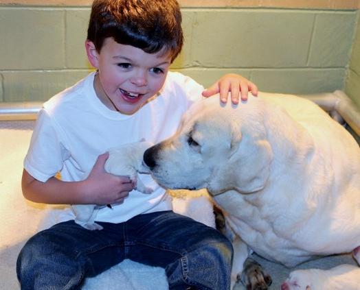 White lab puppies for sale - Damascus Way Labradors