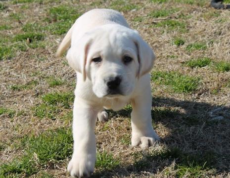 White lab puppies for sale - Damascus Way Labradors