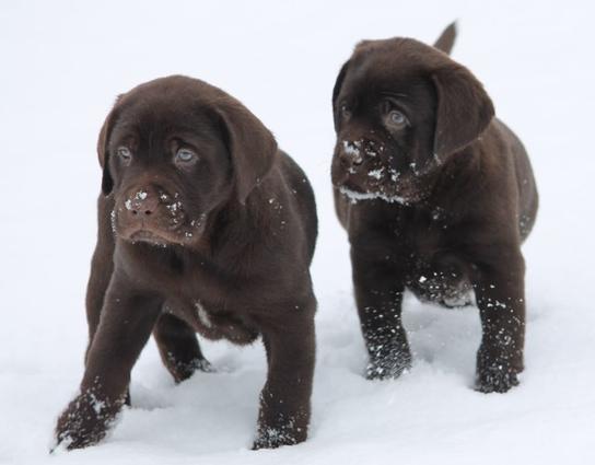 chocolate lab puppies for sale - Damascus Way Labradors