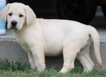 creme lab puppies for sale - Damascus Way Labradors
