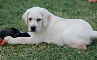 yellow lab puppies for sale - Damascus Way Labradors