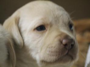 yellow lab puppies for sale - Damascus Way Labradors