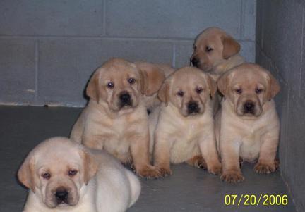 yellow labs for sale - Damascus Way Labradors