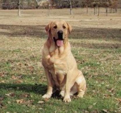 yellow lab puppies for sale - Damascus Way Labradors