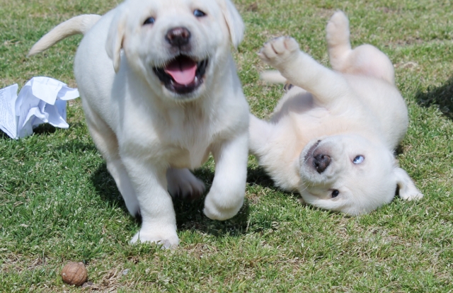 White lab puppies for sale - Damascus Way Labradors