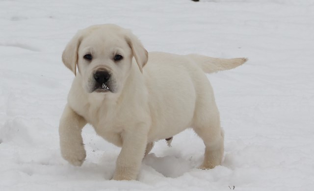 chocolate labs for sale - Damascus Way Labradors