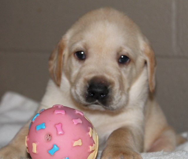 yellow lab puppies for sale - Damascus Way Labradors