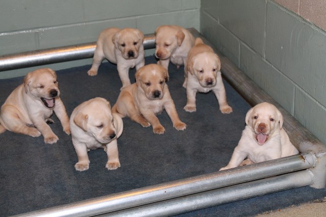 yellow labs for sale - Damascus Way Labradors