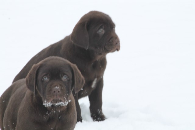 chocolate labs for sale - Damascus Way Labradors