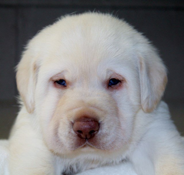 white lab puppies for sale - Damascus Way Labradors