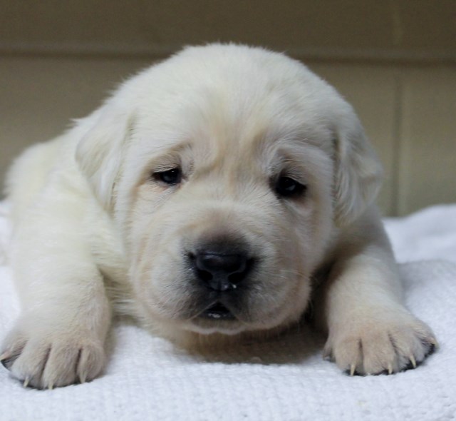 White lab puppies for sale -Damascus Way Labradors