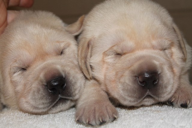 Yellow lab breeder - Damascus Way Labradors