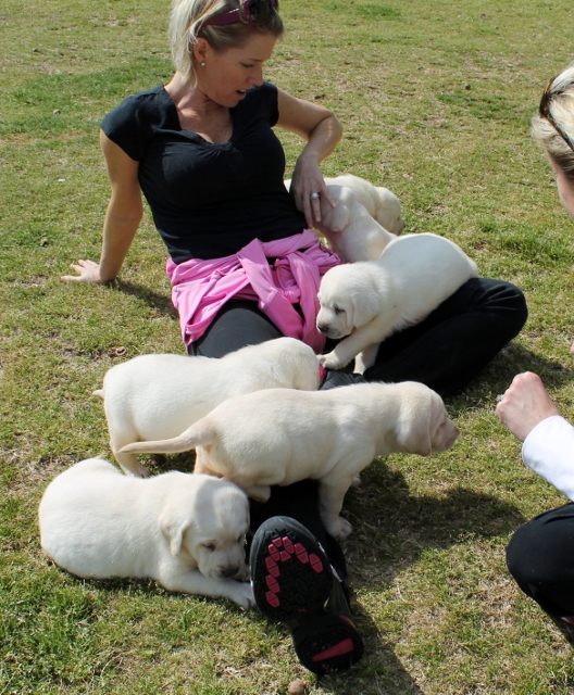 White labs for sale - Damascus Way Labradors