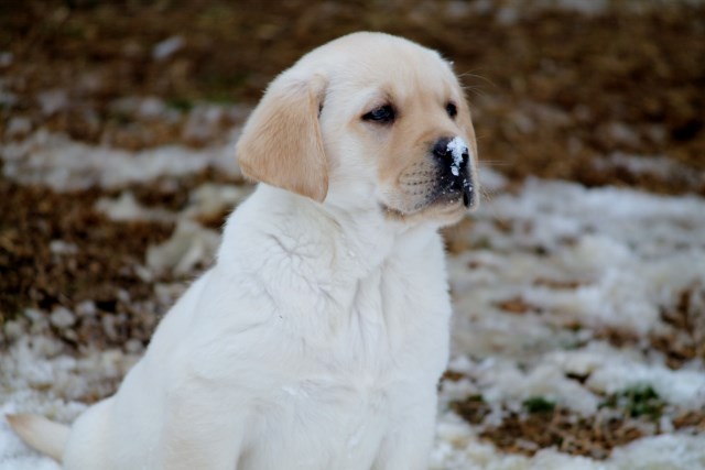 Yellow lab puppies for sale - Damascus Way Labradors