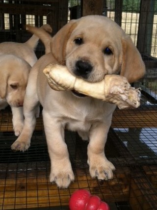 yellow lab puppies for sale - Damascus Way Labradors